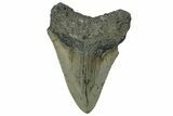 Serrated, Fossil Megalodon Tooth - North Carolina #295250-1